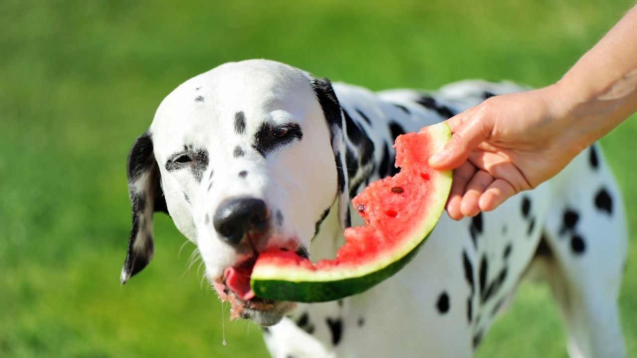 dalmaçyalı köpek karpuz yiyor