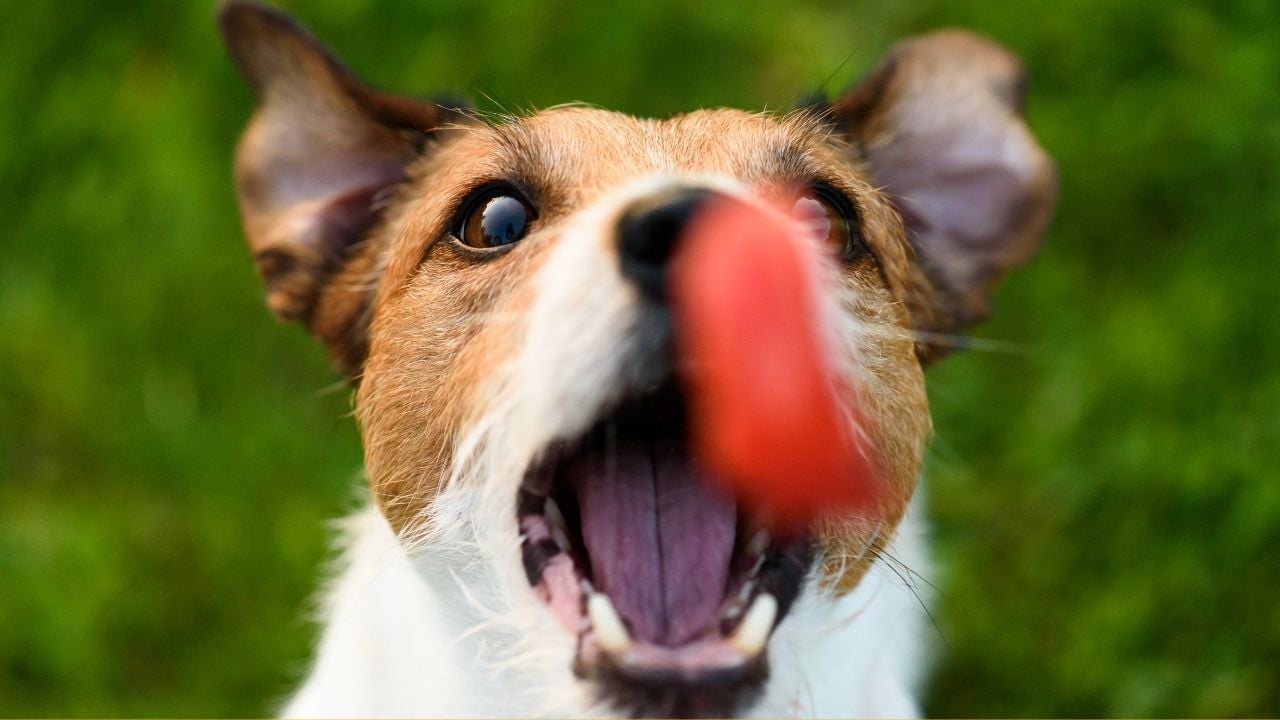 köpek karpuz yiyor