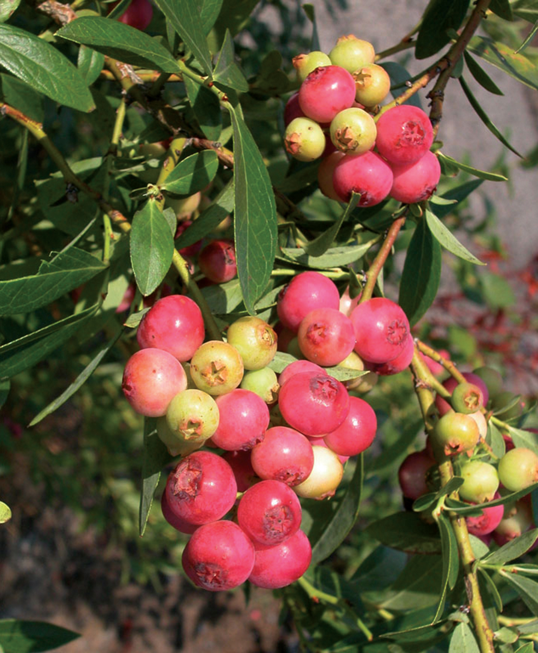 Blueberry Plants for Sale: Are You Getting the Best Deal for Your Garden?