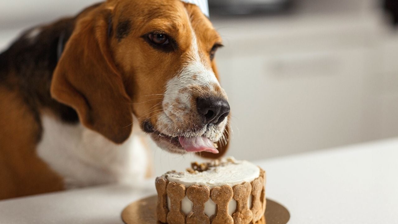 köpek pasta yiyor