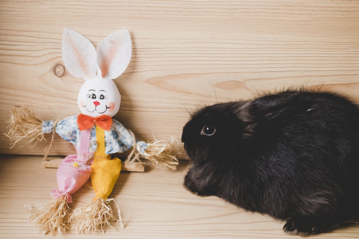Why Chew Toys Are Essential for Small Pets