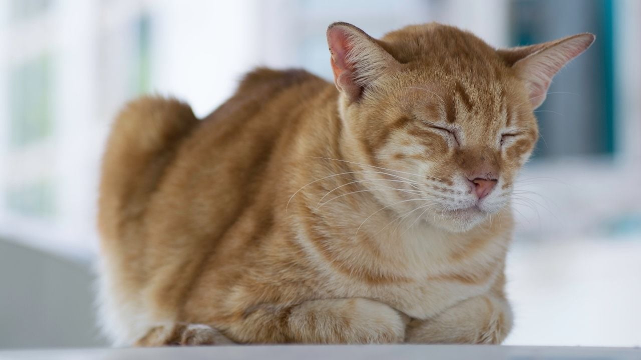 hasta bir kedi yatıyor