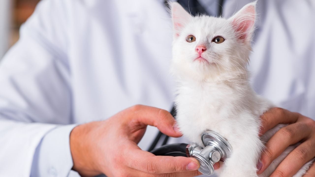 beyaz kedi veterinerde