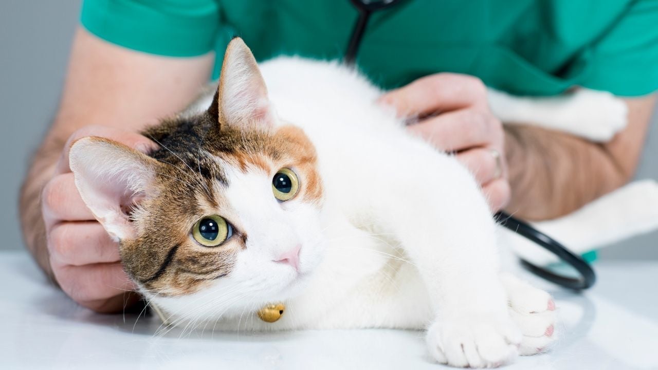 veterinerde calico kedi
