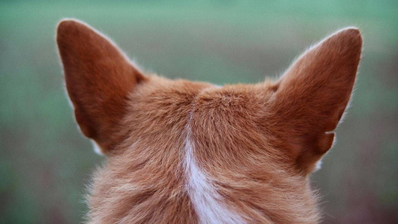 köpek kulakları