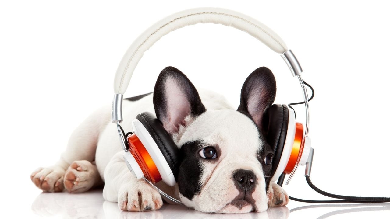 müzik dinleyen bir köpek