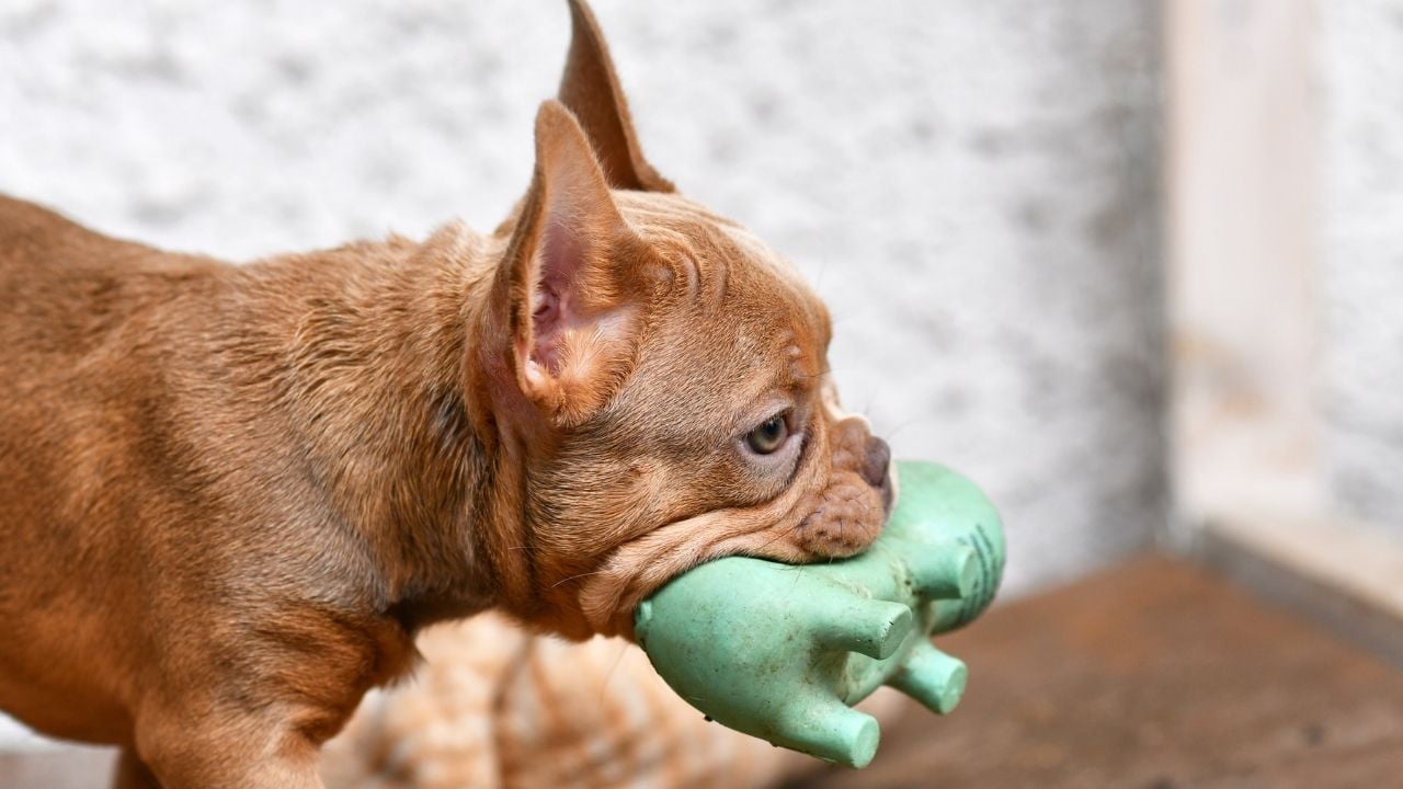 köpek, öten oyuncağını taşıyor