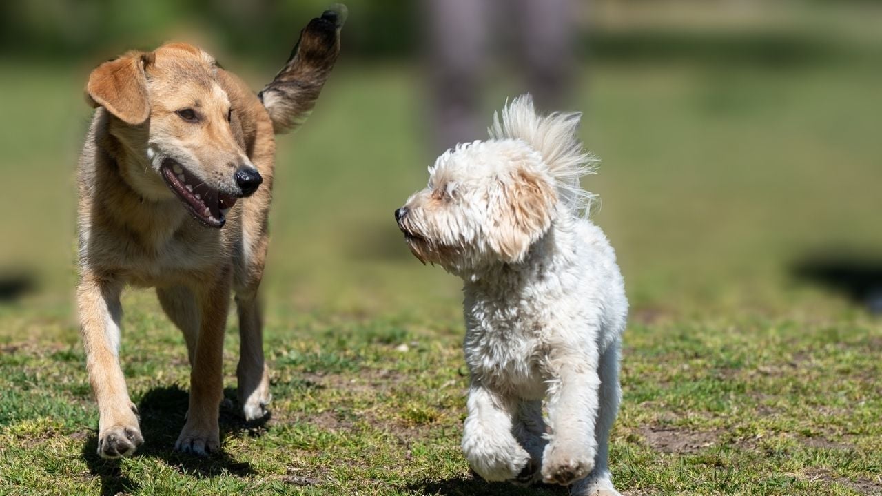 iki köpek yürüyüş yapıyor