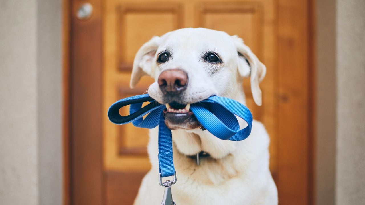köpek ağzında tasma ipiyle bekliyor