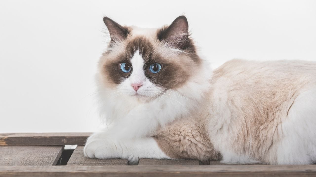 sevimli Ragdoll Kedisi
