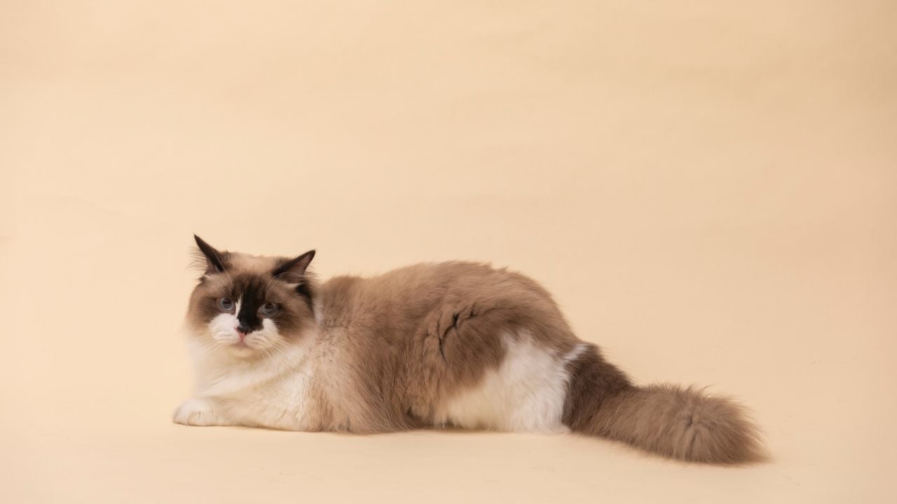 Ragdoll Kedisi yatıyor