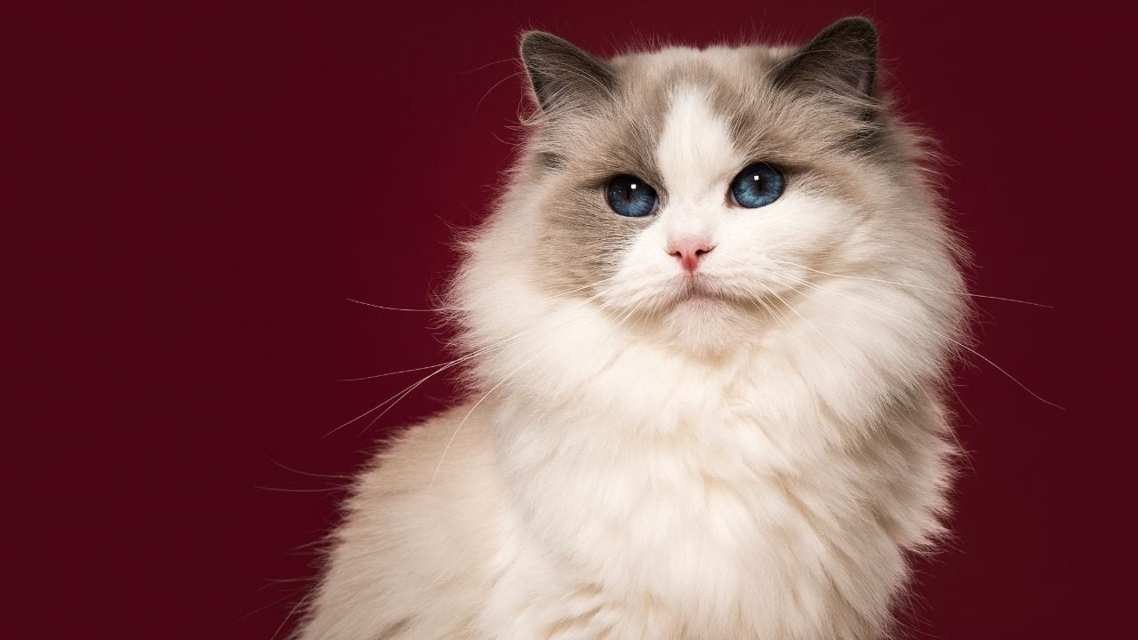 Ragdoll Kedisi