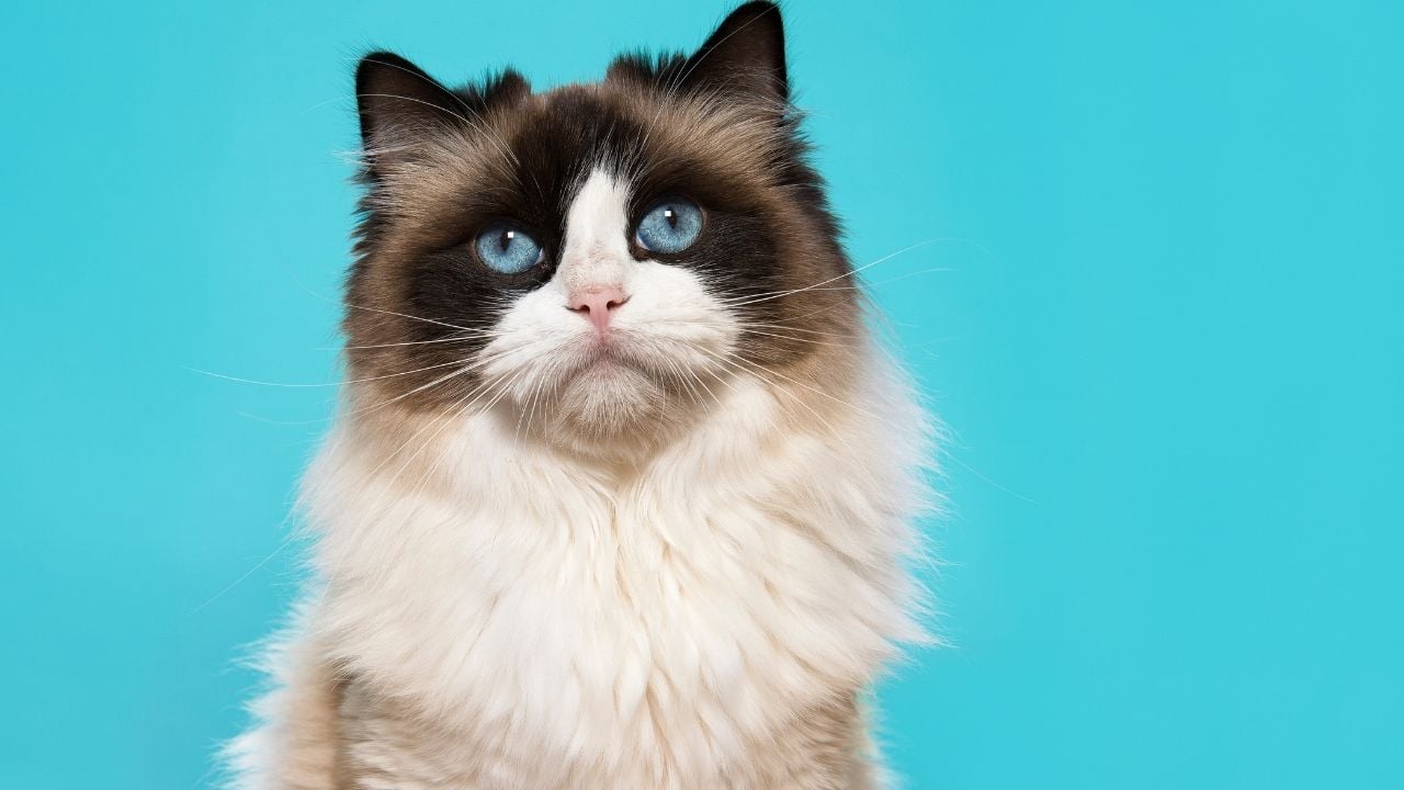 mavi gözlü Ragdoll Kedisi