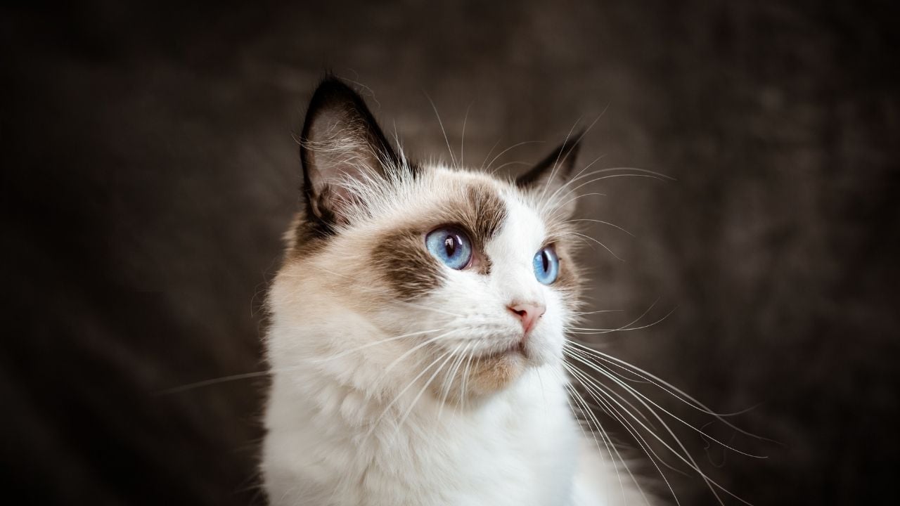 tatlı Ragdoll Kedisi