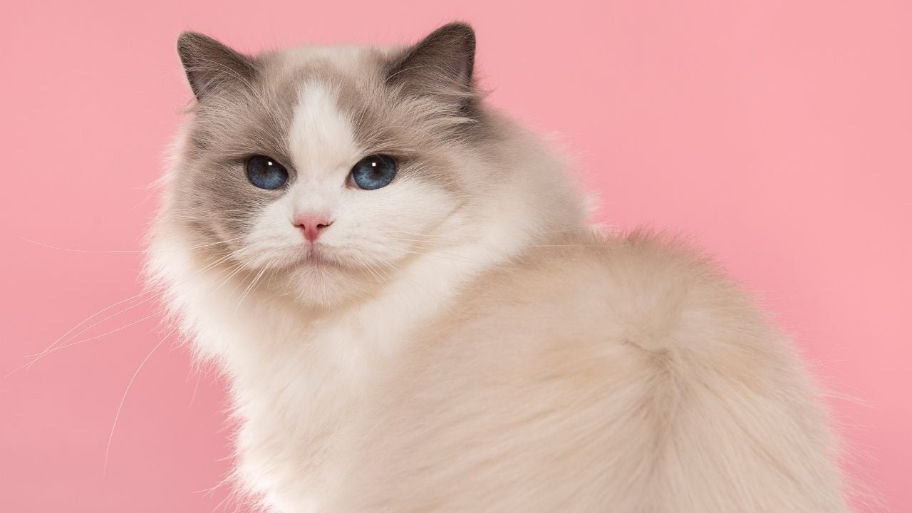 pembe fonda Ragdoll Kedisi