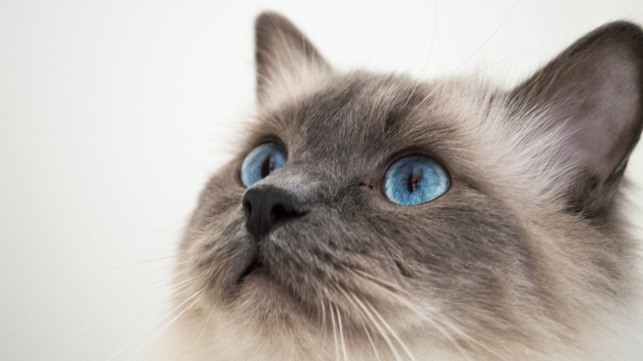 Ragdoll Kedisi havaya bakıyor