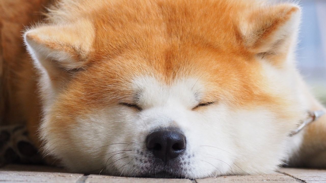 Akita