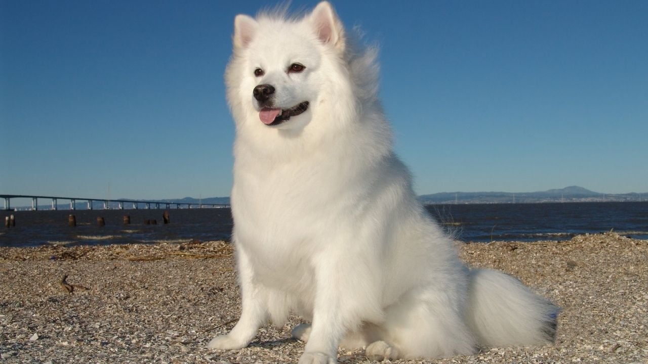 pofuduk Amerikan Eskimo Köpeği