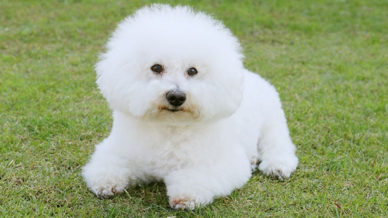 beyaz pofuduk Bichon Frise