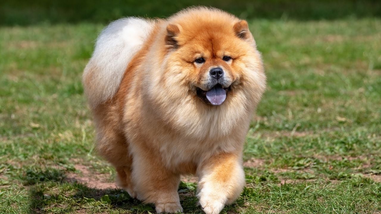 pofuduk Chow Chow