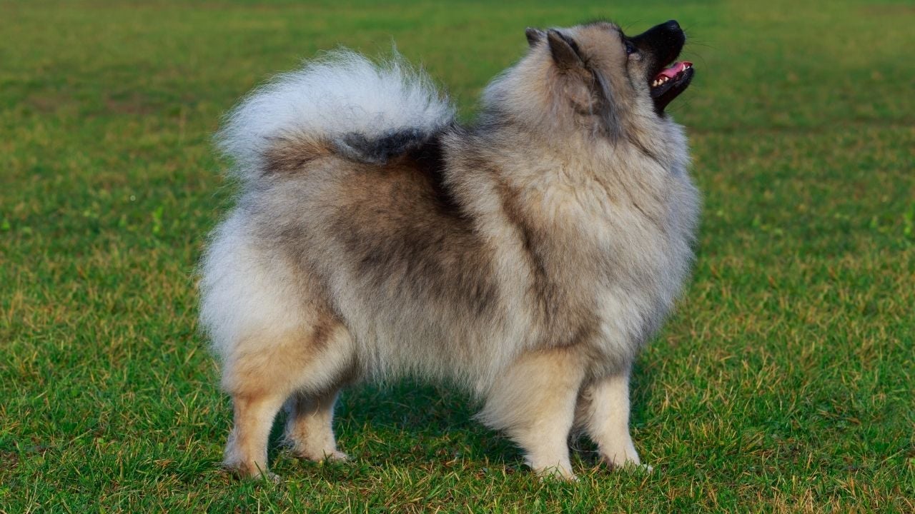Keeshond
