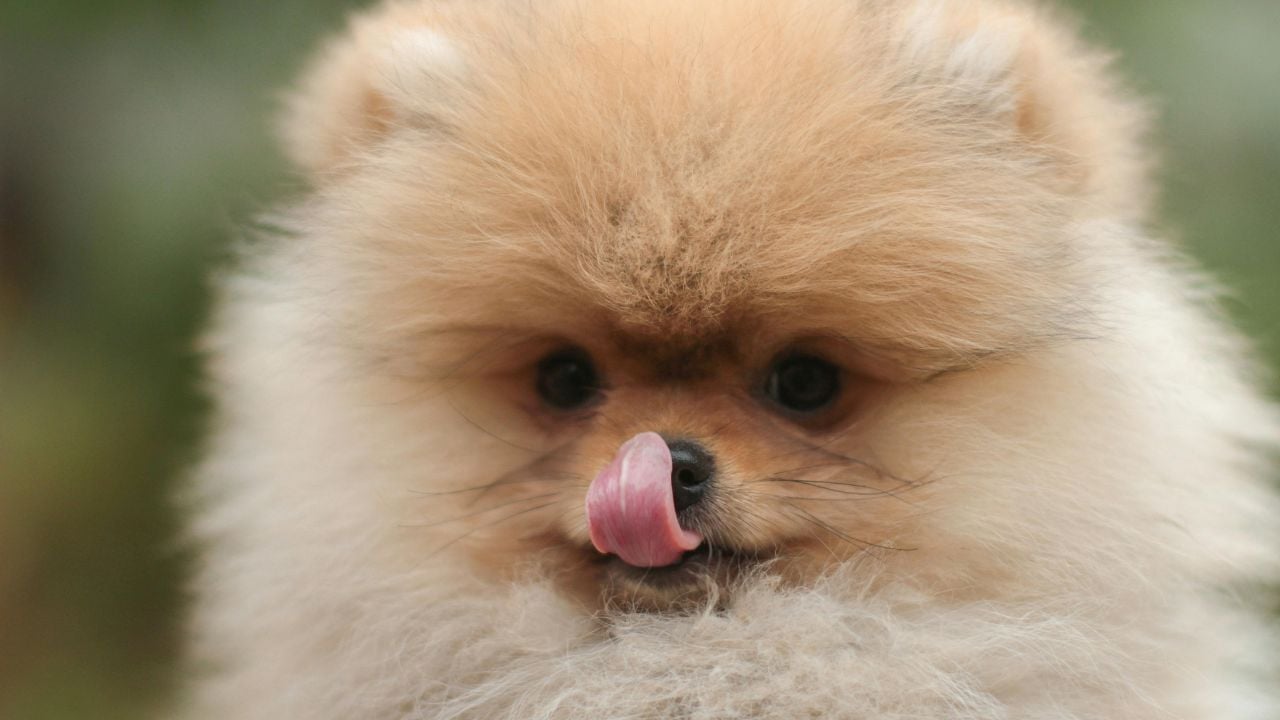 Pomeranian yalanıyor