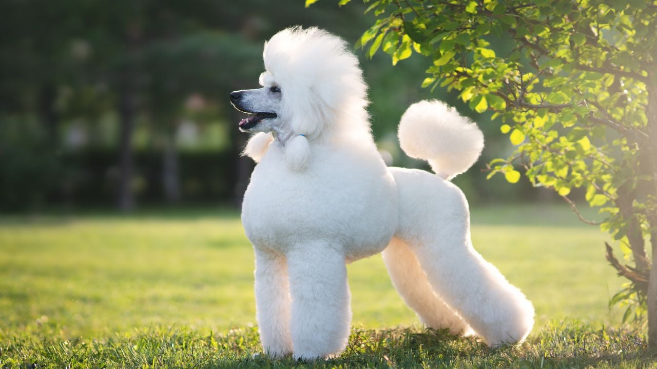 pofuduk standart boy Poodle