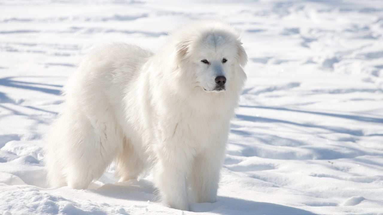 beyaz Pyrenees Çoban Köpeği