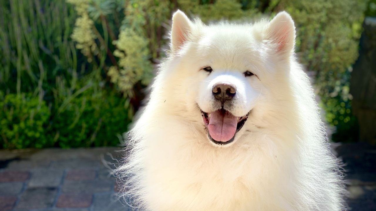 Samoyed gülümsüyor