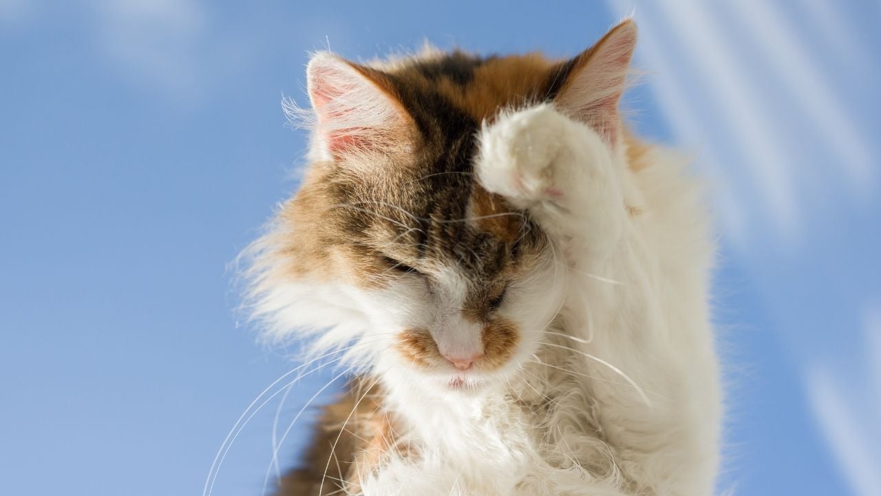 kulağını kaşıyan bir kedi