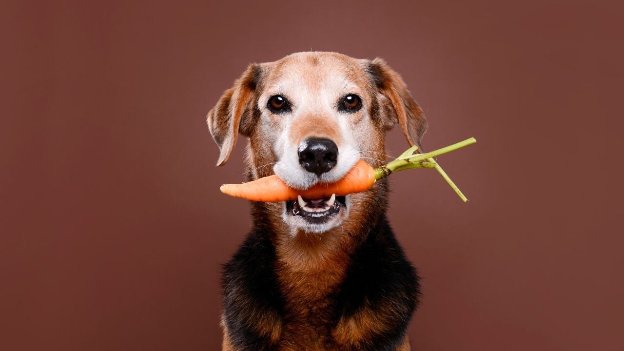 ağzında havuç olan köpek