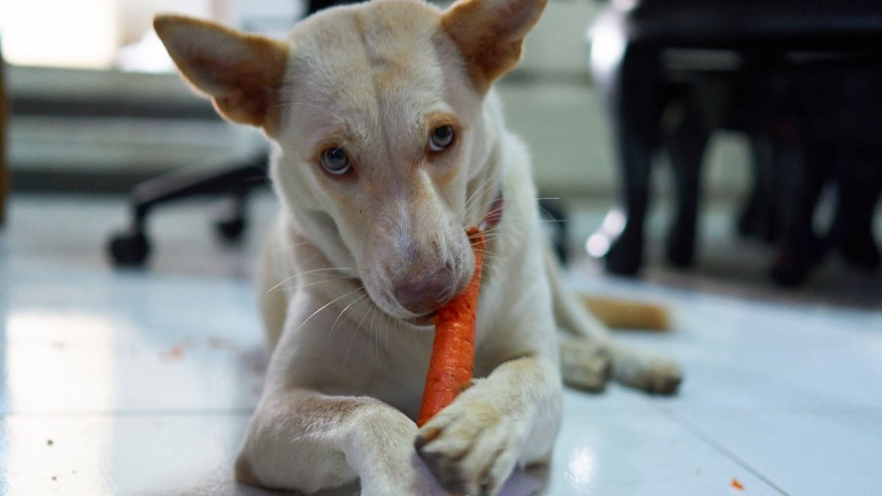 havuç dişleyen köpek