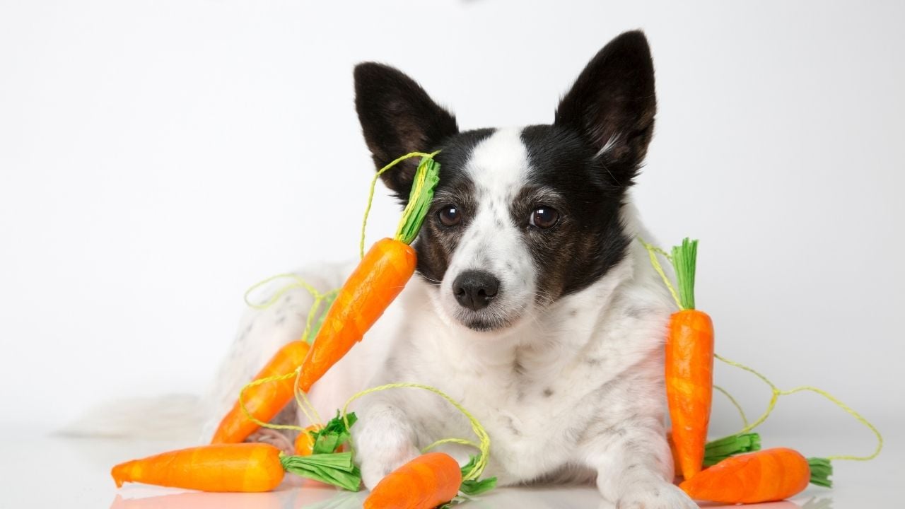 havuçlarla poz veren köpek