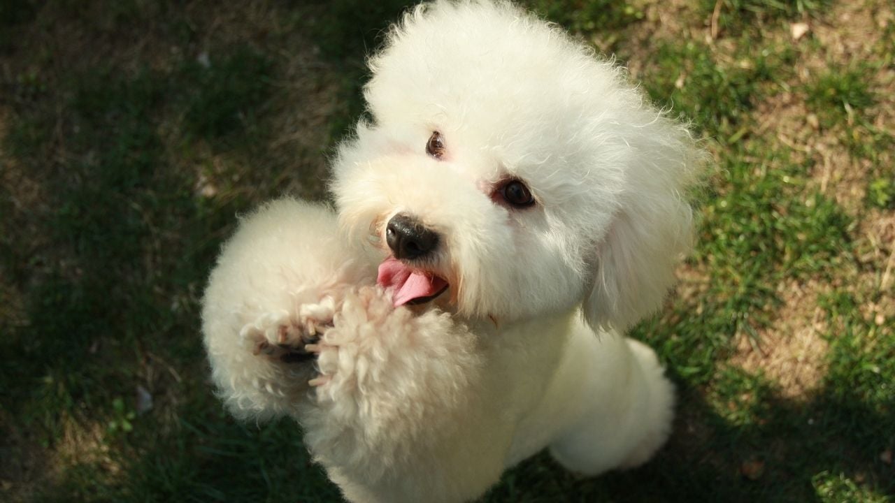 sevimli beyaz poodle