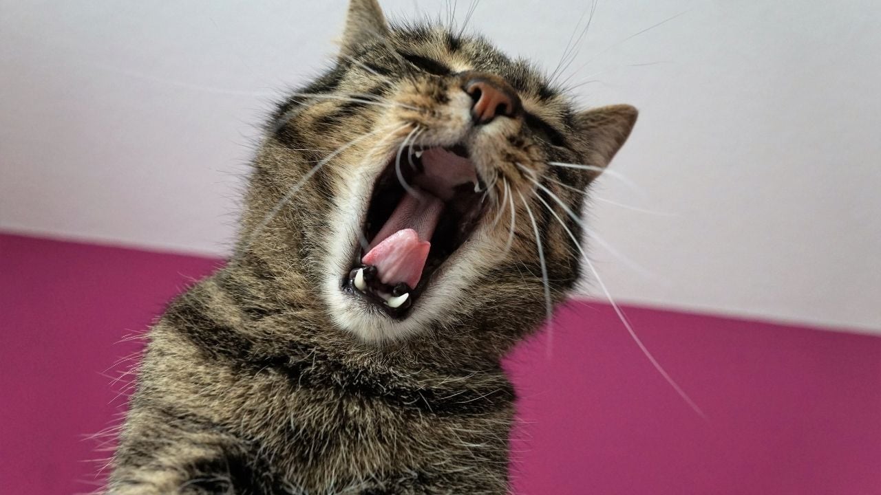 ağzı açık kedi