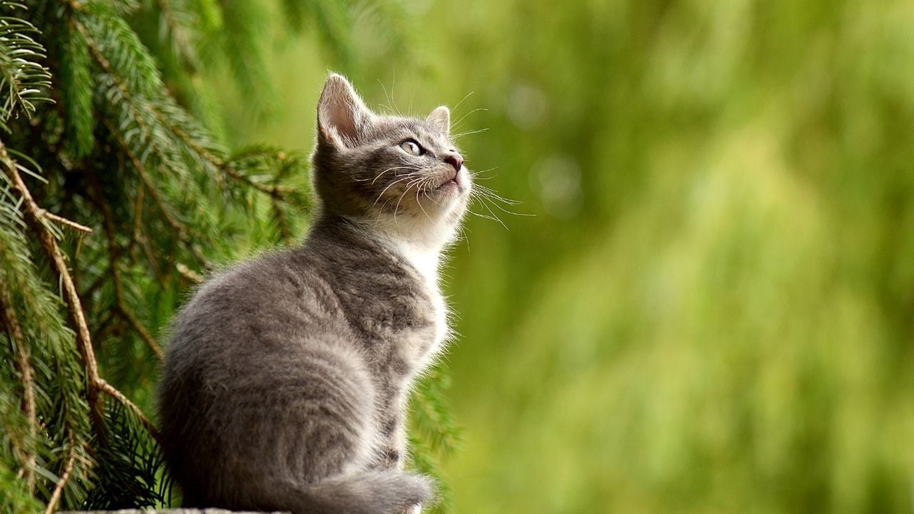 gri kedi ve orman