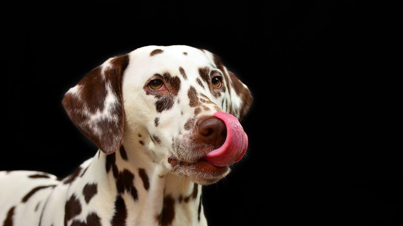 dalmaçyalı köpek yalanıyor