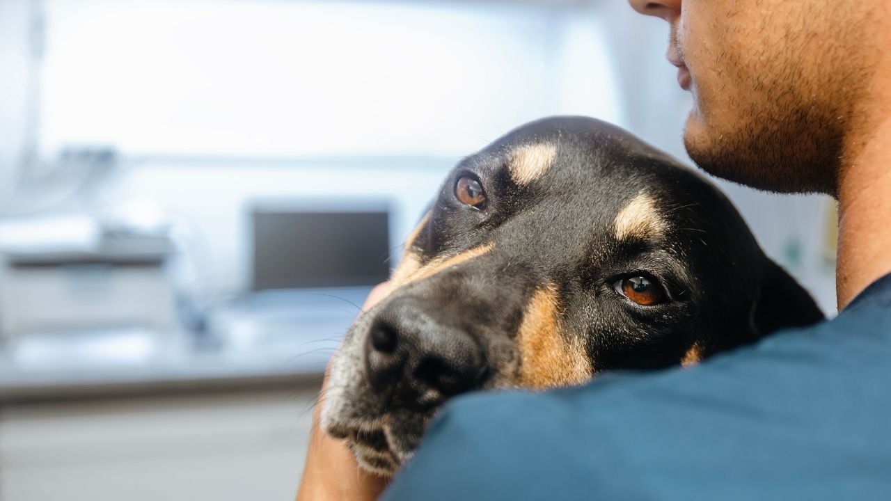 hasta bir köpek