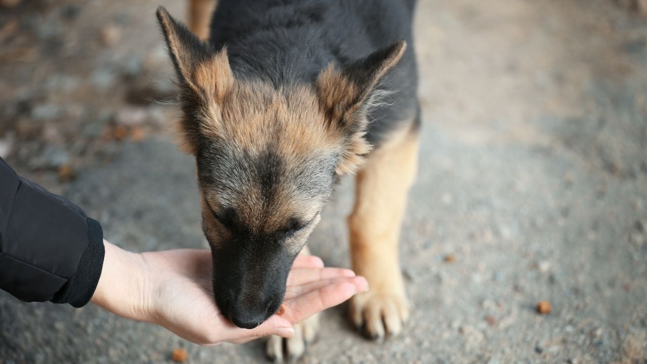 köpek bir şeyler yiyor