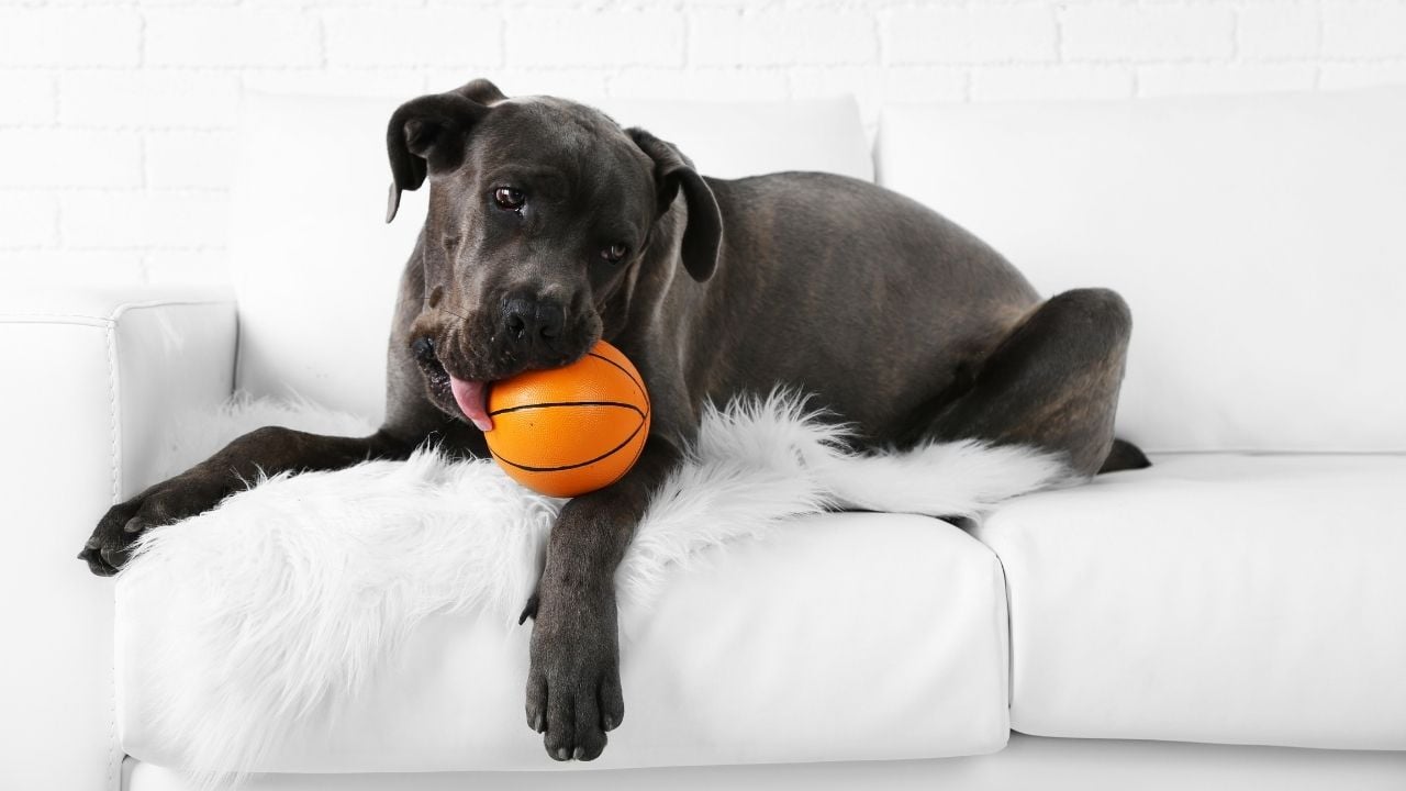 cane corso topla oynuyor