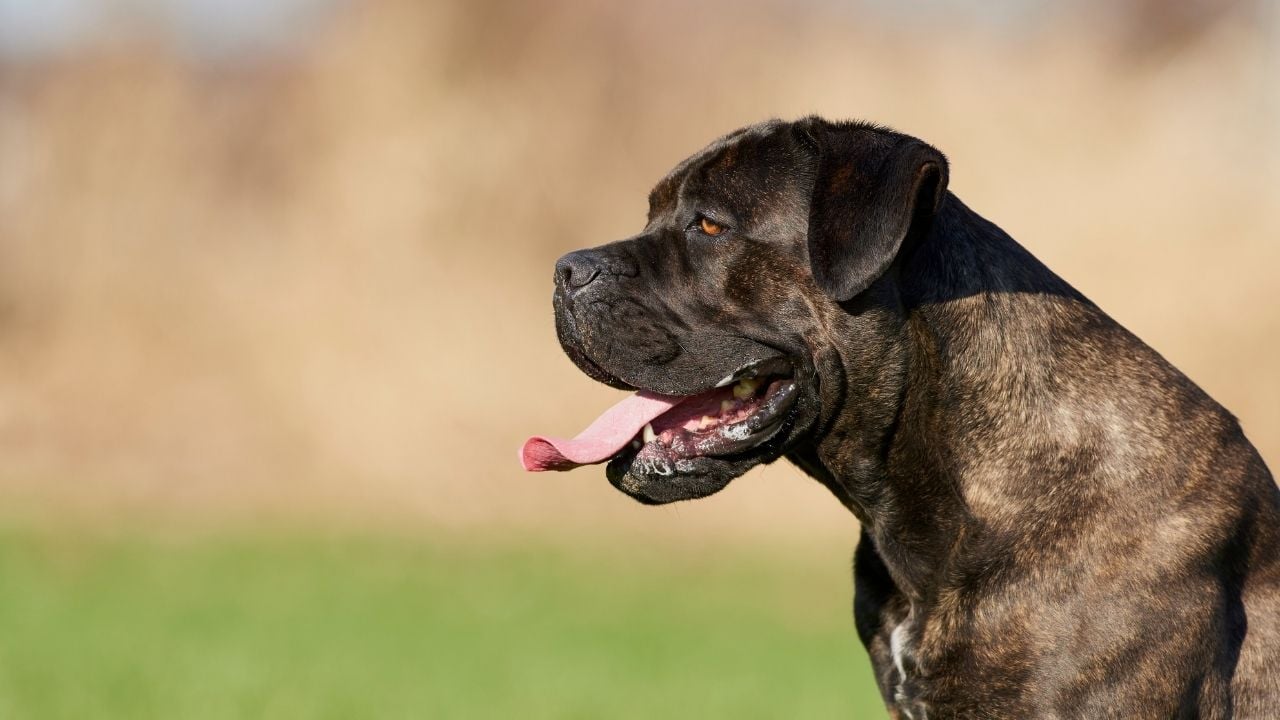 dili dışarıda cane corso