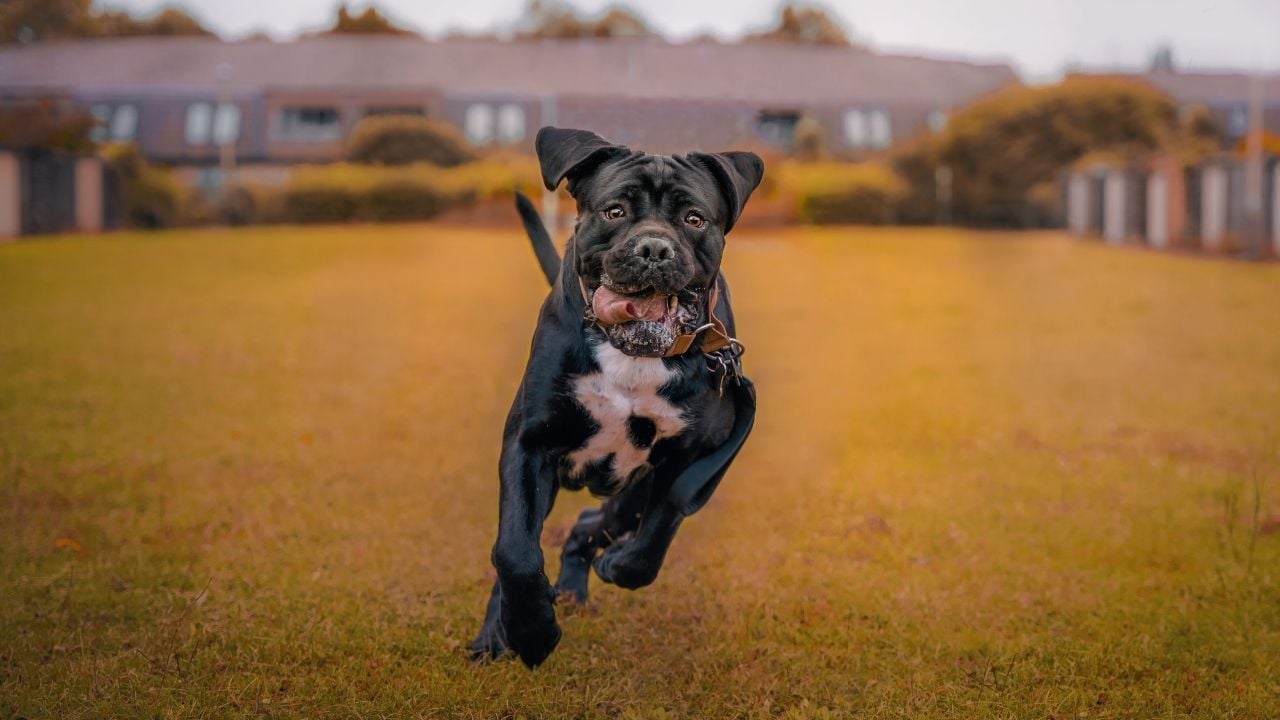 koşan cane corso