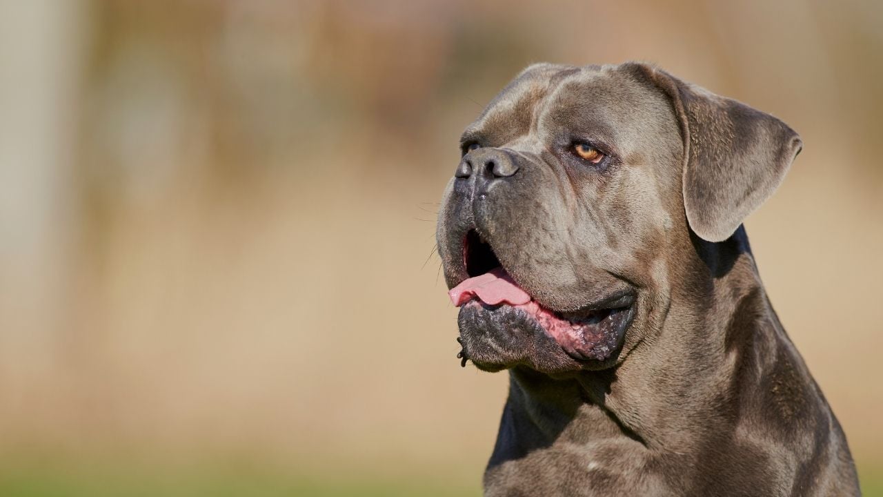 yakın çekim cane corso