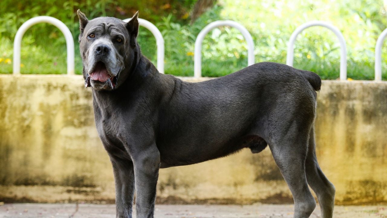 cane corso siyah