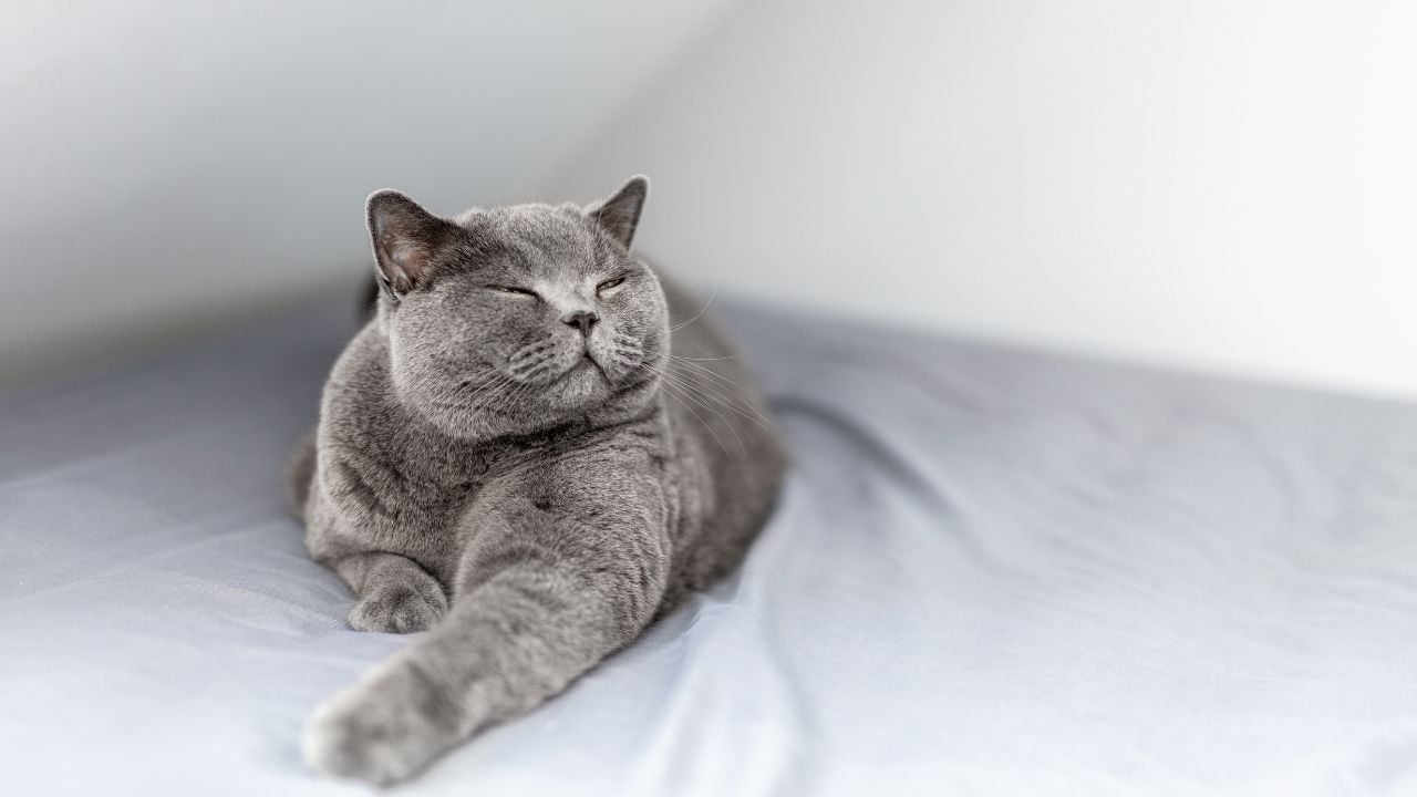 mutlu bir kedi