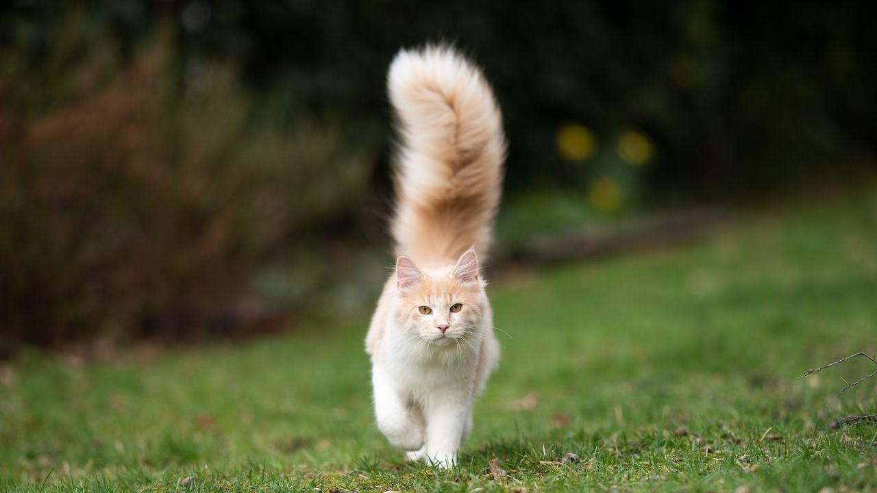 kuyruğu havada kedi
