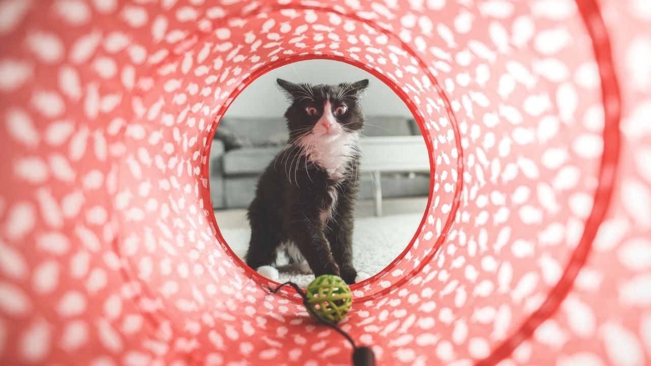 oyuncağına bakan kedi