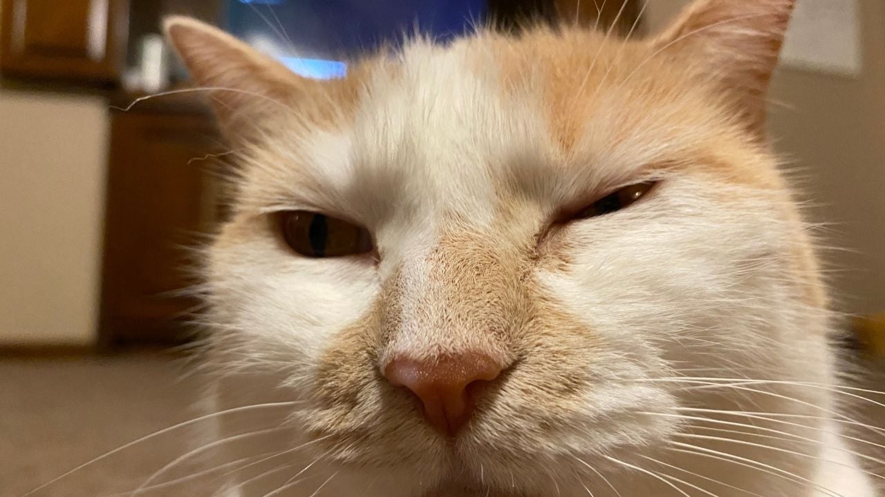 göz kırpan kedi