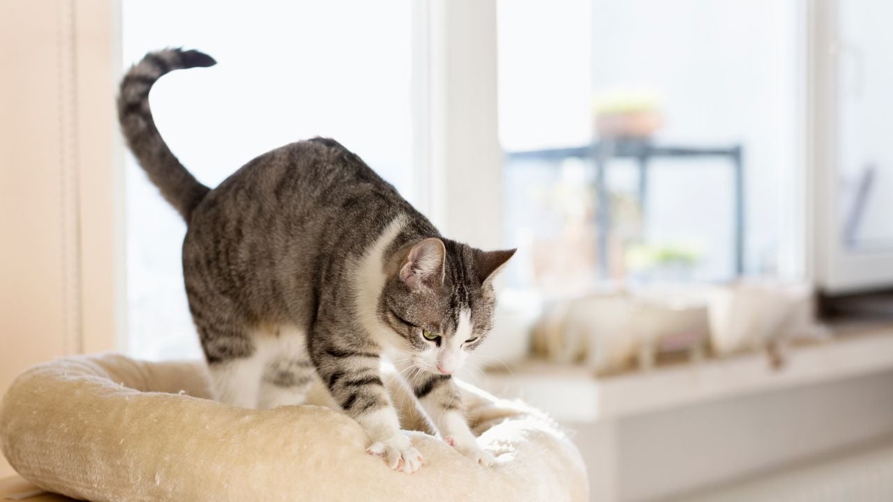 hamur yoğuran kedi
