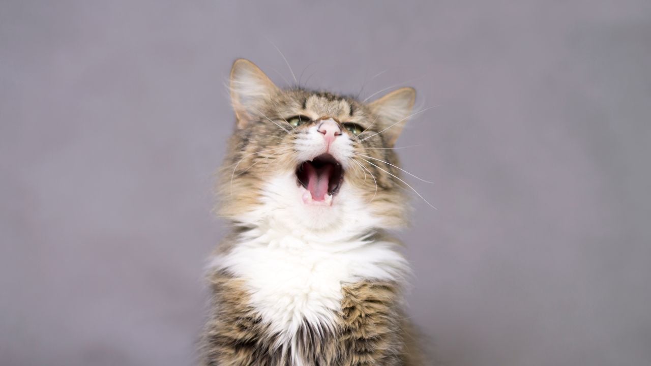 ağzı açık kedi
